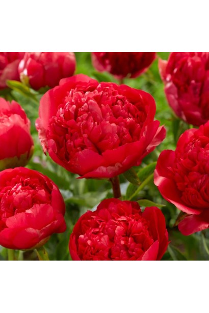 Цвітіння Генрі Бокстос: розкішні червоні квіти – гордість вашого саду.